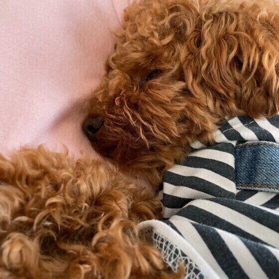 犬が 寝ながらしっぽをブンブン振る のはなぜ
