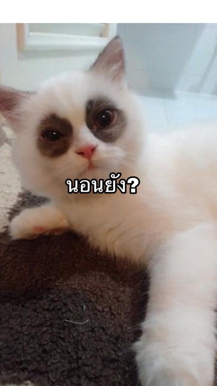 OpenChat ห้องคุณนักเขียนนิยาย มาฝึกและแชร์เทคนิคกันเถอะ!