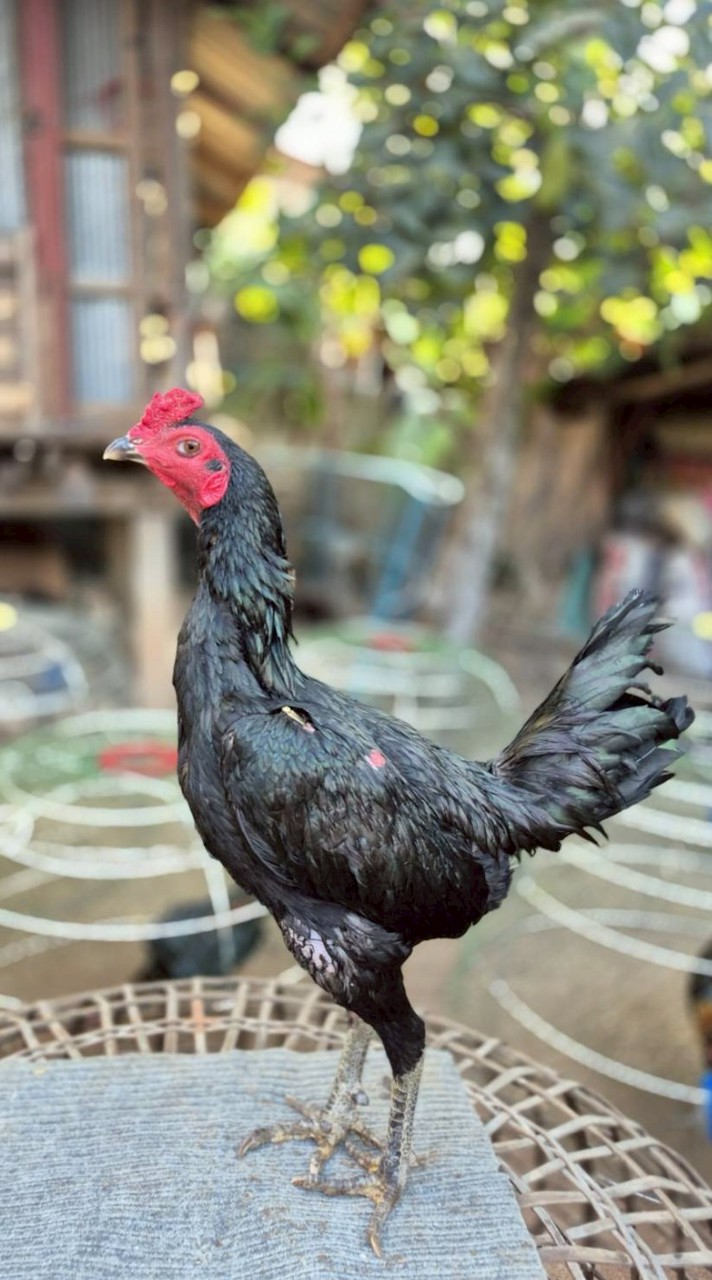 ซุ้ม.เป็นเลิศฟาร์ม