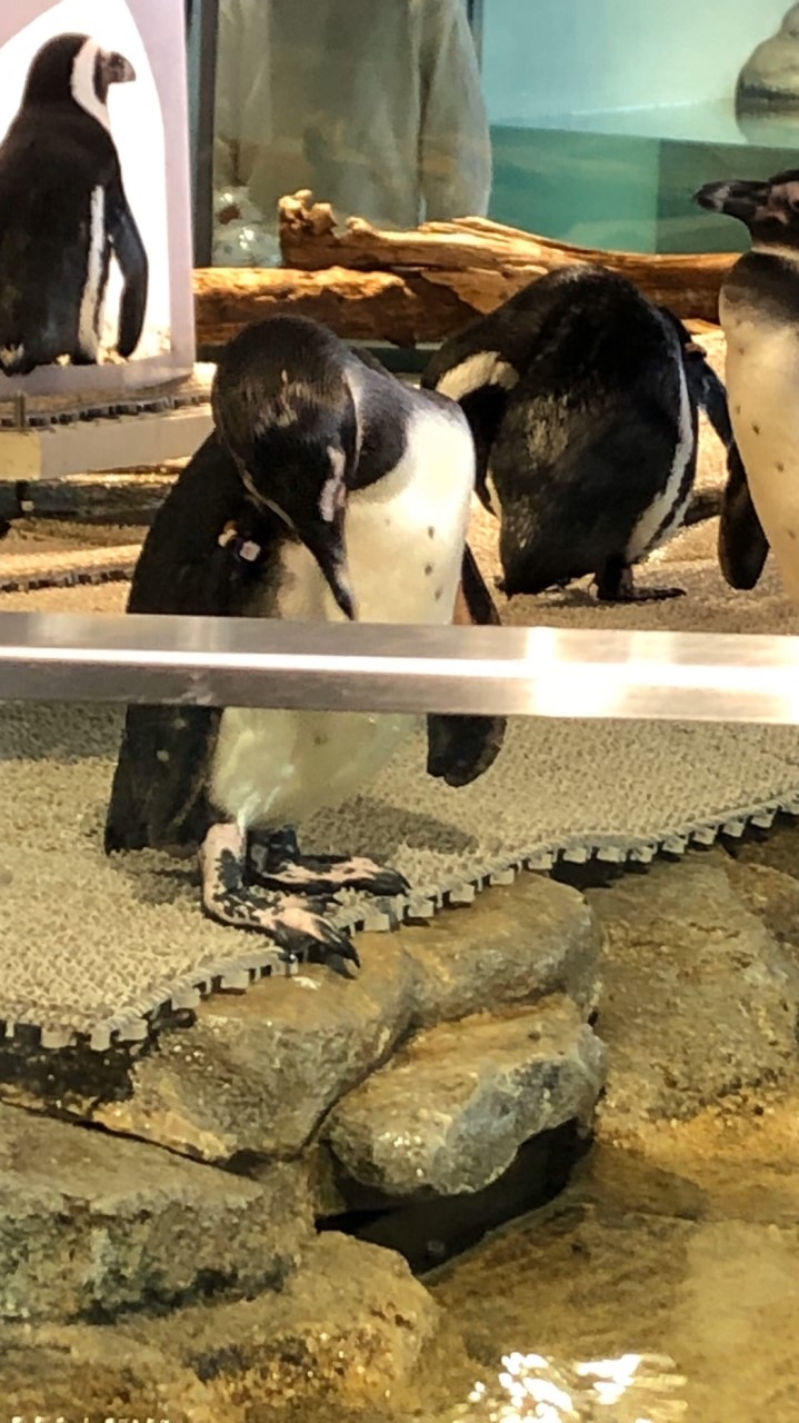 野鳥を愛でる会 OpenChat