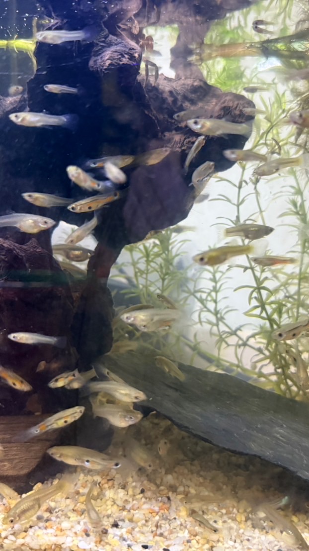 孔雀魚野孔、淡水蝦蟹、溪魚交流