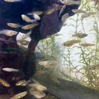 孔雀魚野孔、淡水蝦蟹、溪魚交流