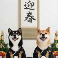 豆柴ももさくぱん🍑🌸🏵️【発言禁止🚫】
