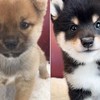 豆柴ももさく🦊🍑🐻🌸【発言禁止🚫】