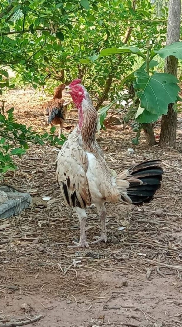ซื้อขายไก่ชน ทั่วประเทศไทย