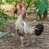 ซื้อขายไก่ชน ทั่วประเทศไทย