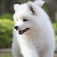 養寵甘苦談