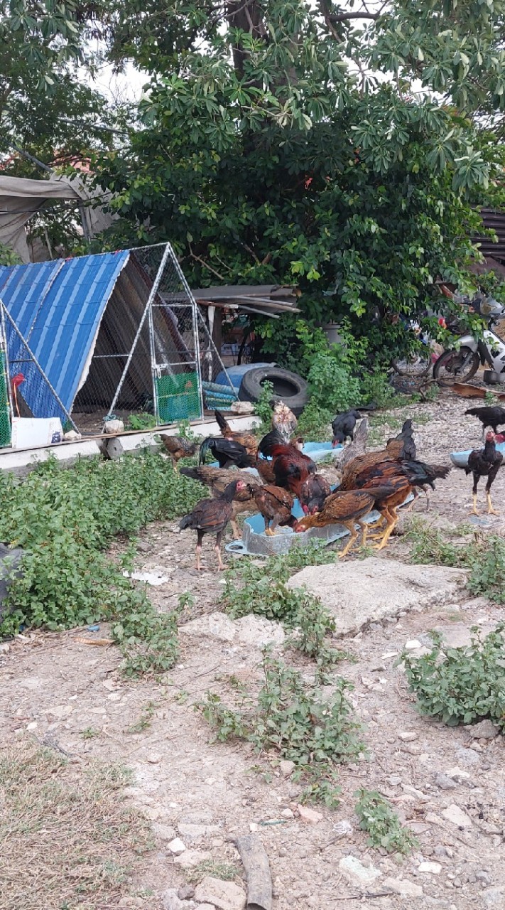 ส.เรืองชัยฟาร์ม