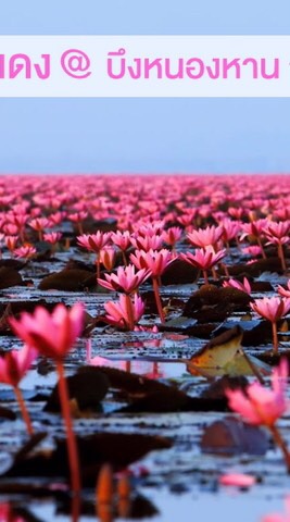 หนองหานมาร์เก็ตเพลส