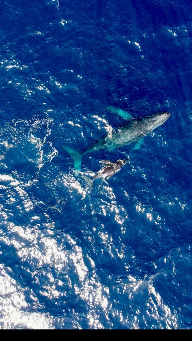 【ドローングジラ空撮会🐳2024年】
