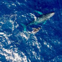 【ドローングジラ空撮会🐳2024年】