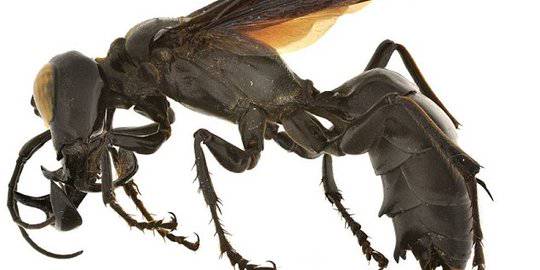 Damkar Semarang Bersih Bersih Sarang Tawon Ndas Yang Resahkan Warga