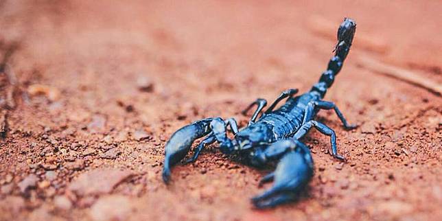 Mending Jangan Ini 5 Hewan Beracun Yang Ternyata Legal Untuk Dipelihara Pintarpet Line Today