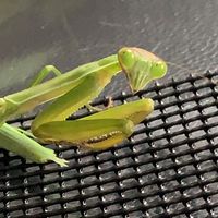 カマキリ好きな人だけ!!