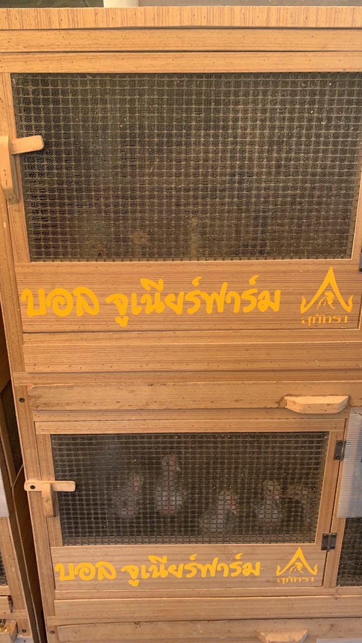 กลุ่มเบอร์ไก่บน จูเนียร์ฟาร์ม