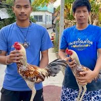 เพชรไดม่อน&เพชรบุญหุ้ม.