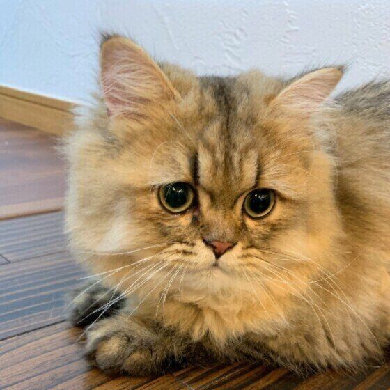 猫種 短い毛の猫と長い毛の猫10種 特徴や性格の違い