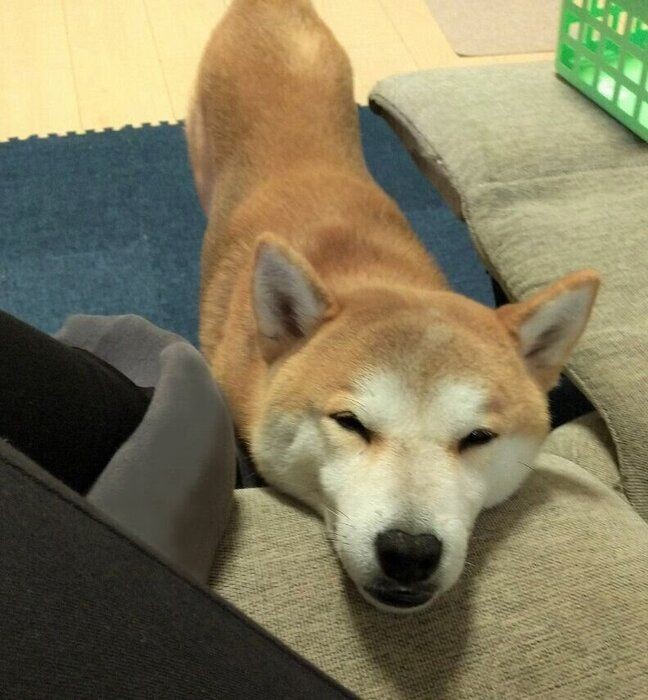 笑いながら揺れてる 睡魔でユラユラと揺れちゃう柴犬タロさん いぬのきもちnews