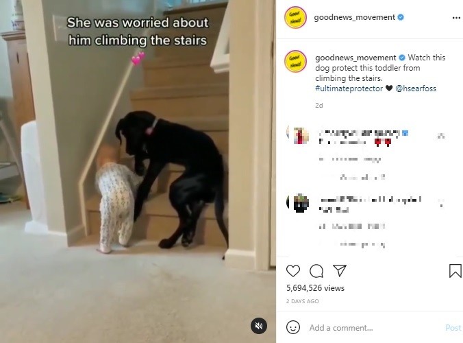 湖で溺れそうになり犬に救われた子鹿 翌朝に母鹿を伴って会いに来る 米
