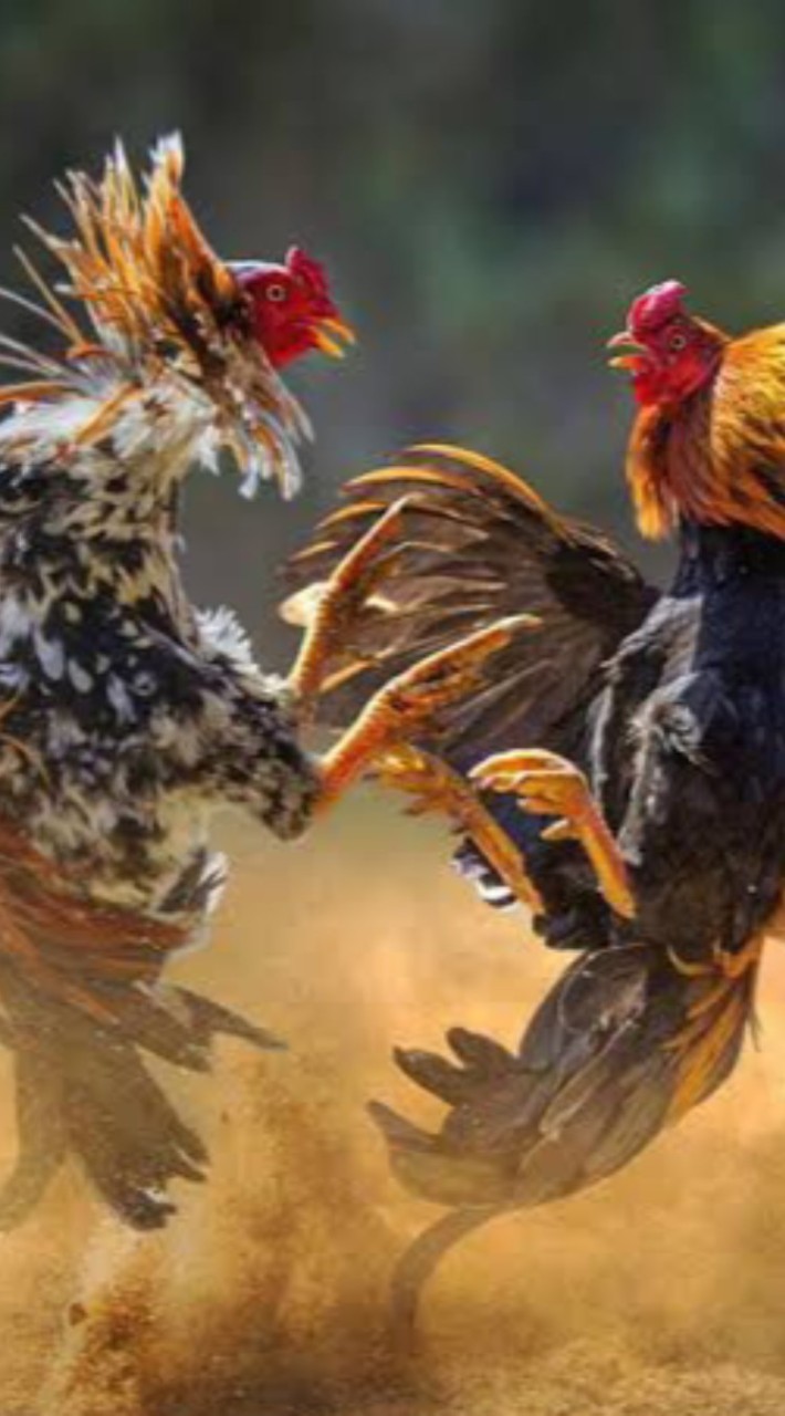 สนามชนไก่น้อยนาไร่เดียว อ.สามชัย