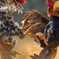 สนามชนไก่น้อยนาไร่เดียว อ.สามชัย