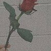 @BL⌒也