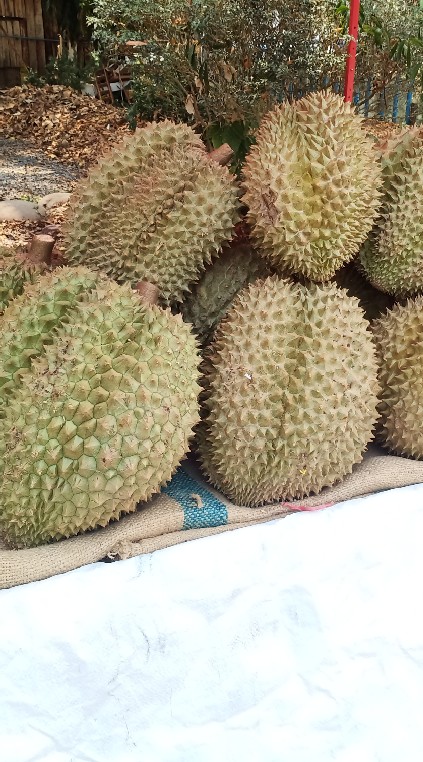 ทุเรียนนายพล