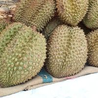 ทุเรียนนายพล