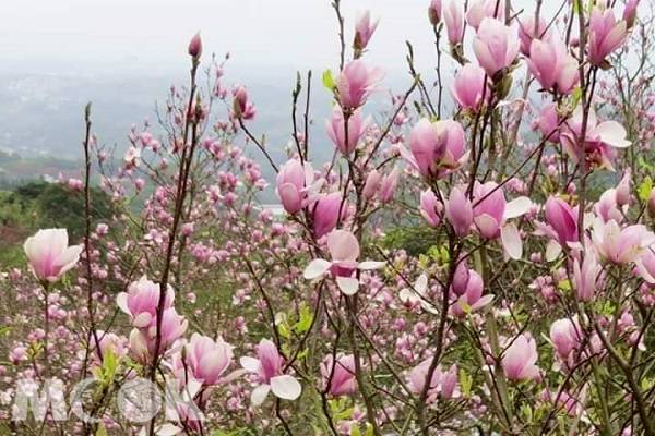 媲美夢幻櫻花海 千株木蓮花爆炸綻放 景點家 Line Today