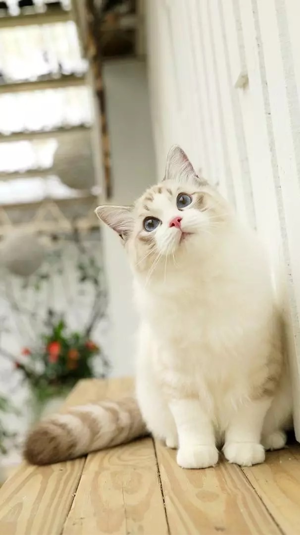 人生若只如初見❣️