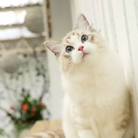 人生若只如初見❣️