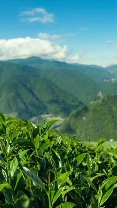 日月潭水社碼頭茶行
