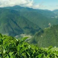 日月潭水社碼頭茶行