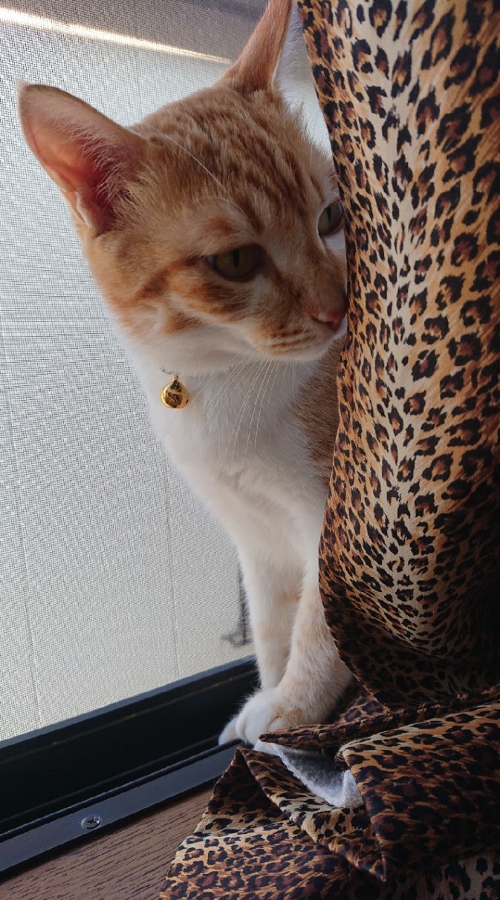 OpenChat ♡猫ちゃんわんちゃん大好きみんな集まれ♡