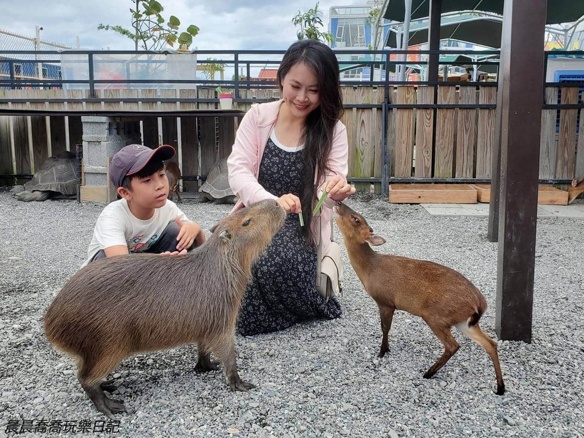 最低50元玩整天！2023新開幕６家「親子農場」：近距離餵水豚、１日小小蔥農