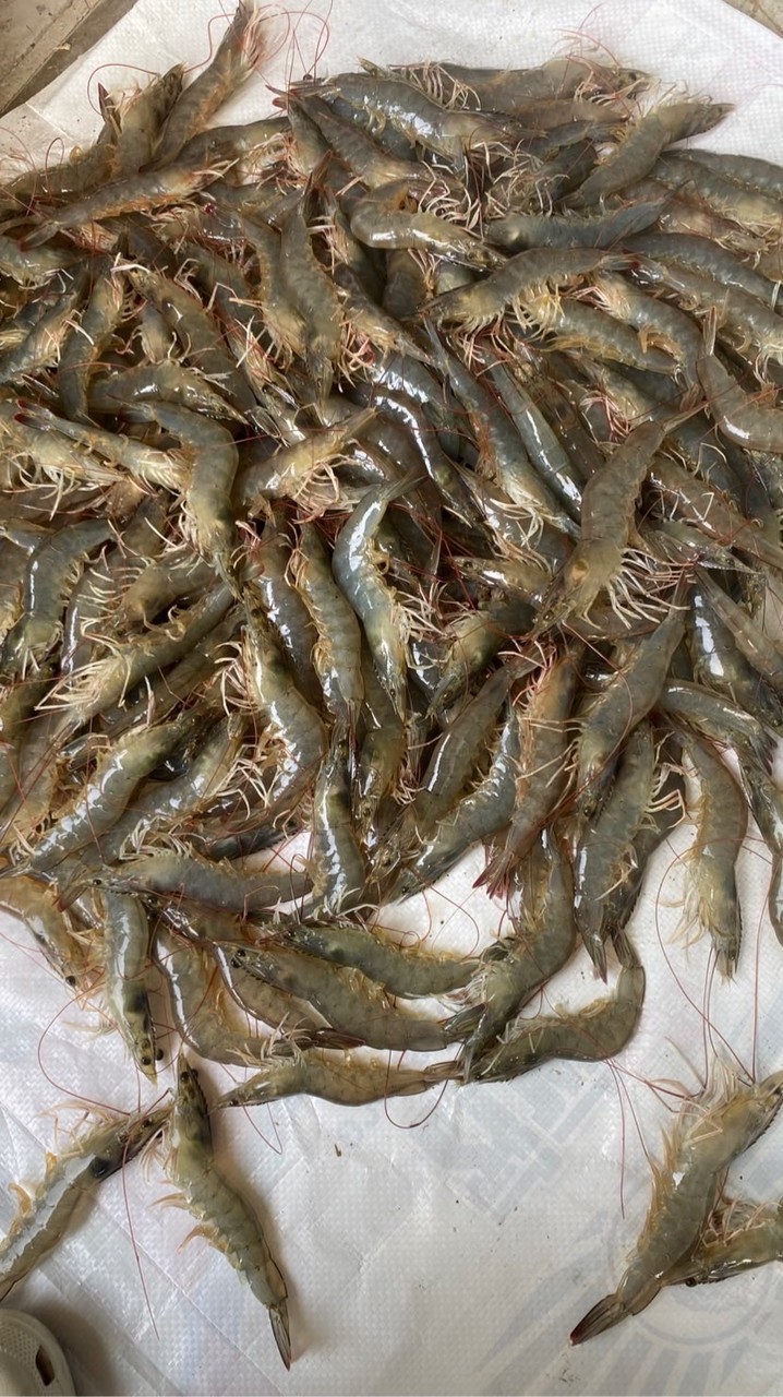 กุ้งขาวราคาส่ง แพกัณฑคูณ