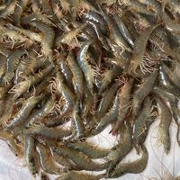 กุ้งขาวราคาส่ง แพกัณฑคูณ