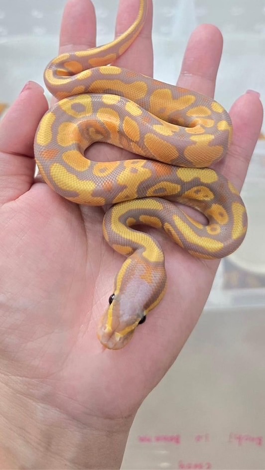 Ssnake number