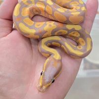 Ssnake number