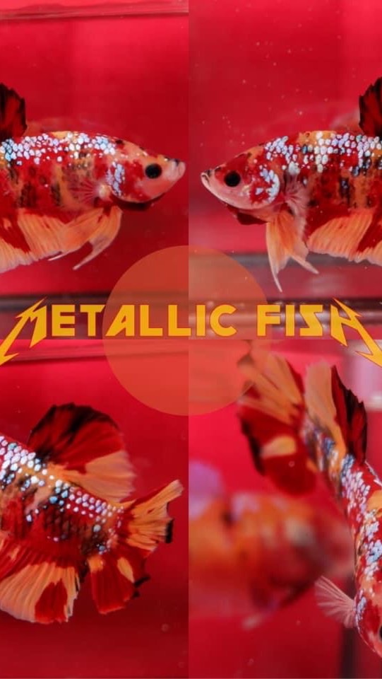 Metallic Fish Betta Bid