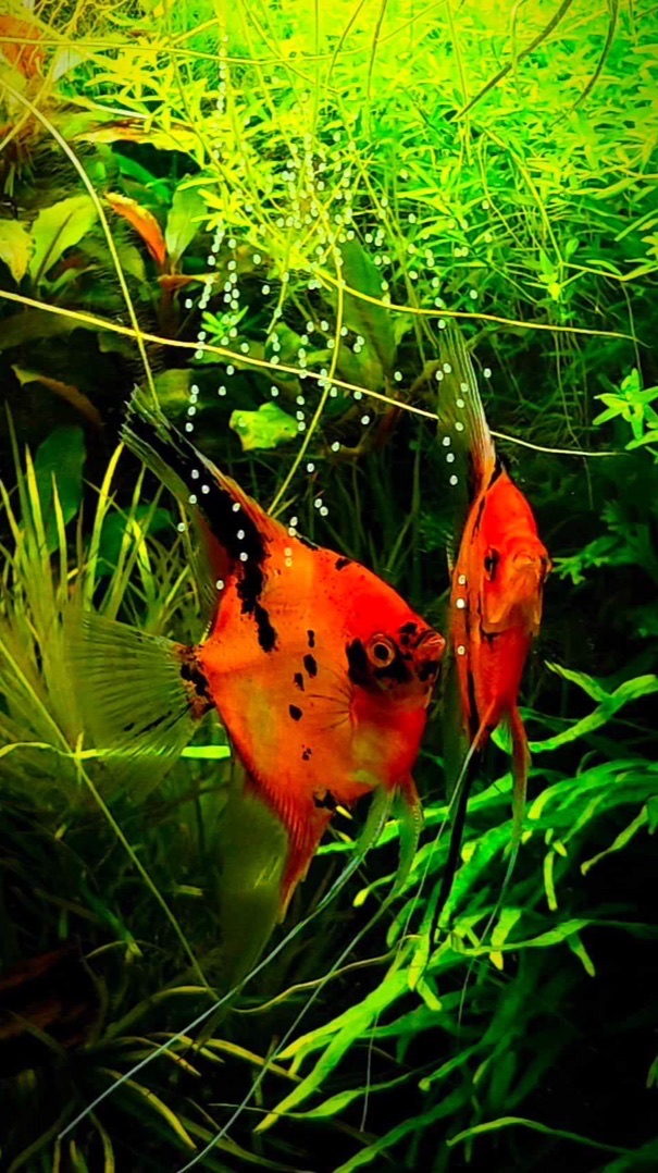 震珅水族精品神仙魚，魚您共學原生魚小學堂