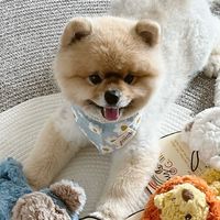 🦴Fluffy*2 毛 寵物選品連線