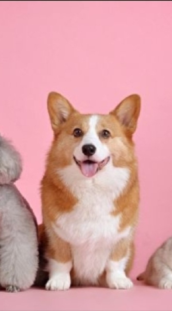 動物分享群