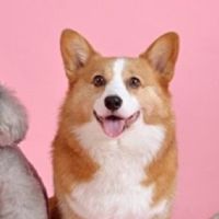 動物分享群