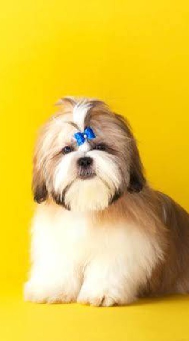 ซื้อ-ขาย น้องสุนัขหาบ้านให้น้องหมา 4 ขา