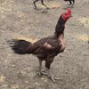 ซื้อ-ขาย ไก่ชน โจ๊กหมู
