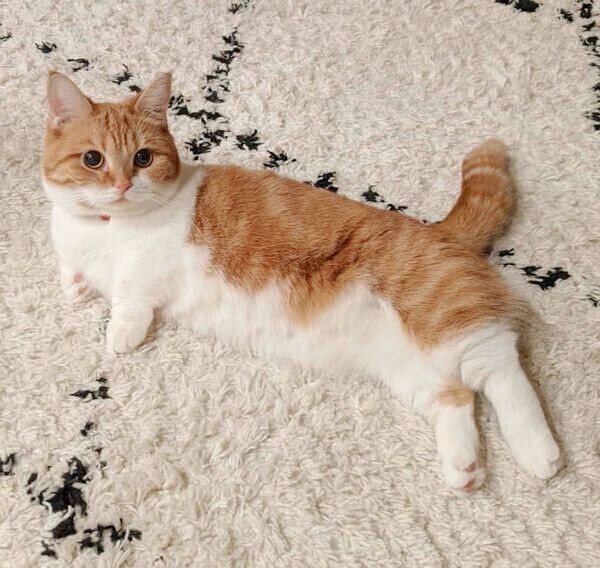 戦闘モードで現れた猫 いつもと違う姿にギャップ萌え