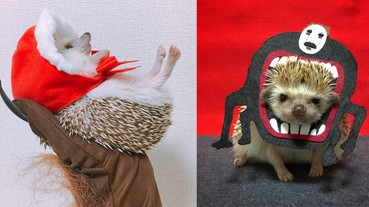 刺蝟COSPLAY太搞笑了～而且每件都是主人「手作」的高訂服喔