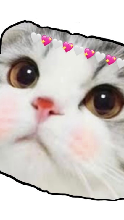 คาเฟ่แมว༼ つ ◕◡◕ ༽つ