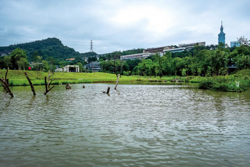 「永春陂溼地公園」重現百年前的埤塘樣貌，還可以遠眺台北101大樓。（圖／焦正德攝）